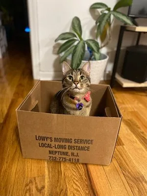 Lowys Moving Services