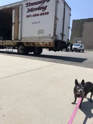 Tommy's Moving photo 4